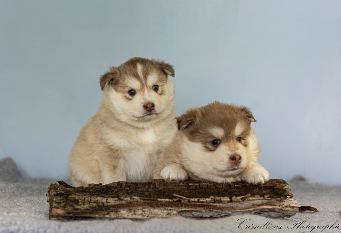 CHIOT 4