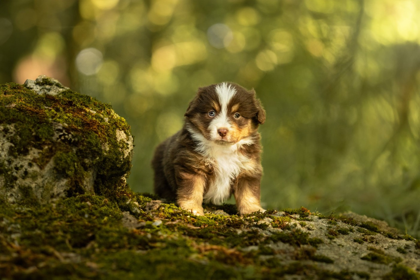 Chiot N°2