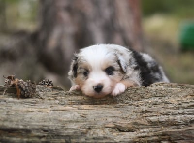 Les chiots de Berger Américain Miniature 