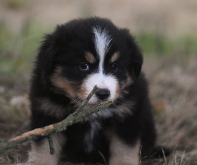 Les chiots de Berger Américain Miniature 
