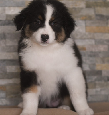 Les chiots de Berger Australien