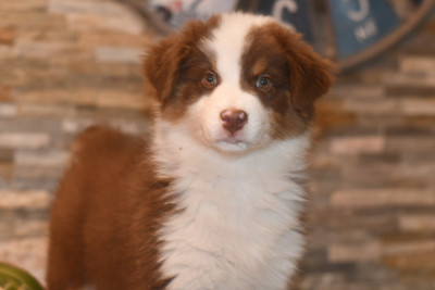 Les chiots de Berger Australien