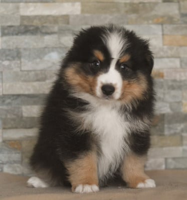 Les chiots de Berger Américain Miniature 