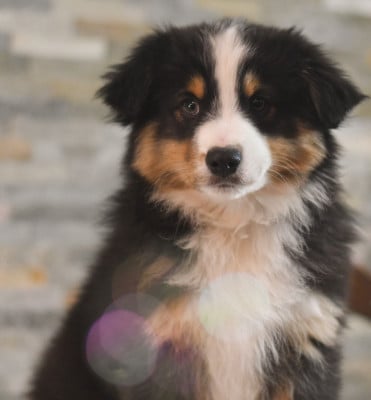 Les chiots de Berger Américain Miniature 