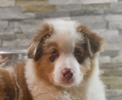 Les chiots de Berger Australien