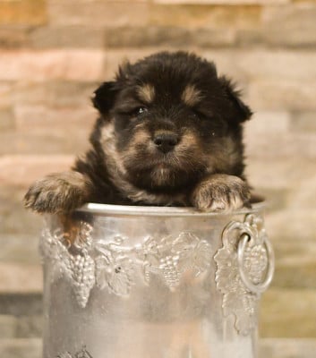 Les chiots de Chien finnois de Laponie