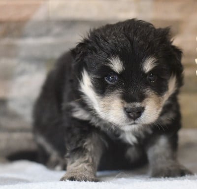 Les chiots de Chien finnois de Laponie