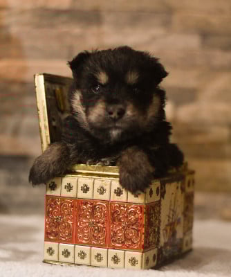 Les chiots de Chien finnois de Laponie