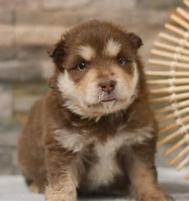 Les chiots de Chien finnois de Laponie