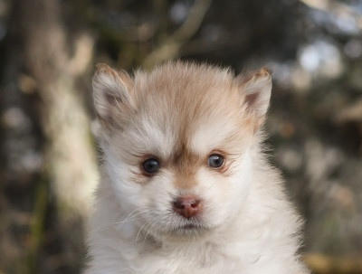 Les chiots de Chien finnois de Laponie