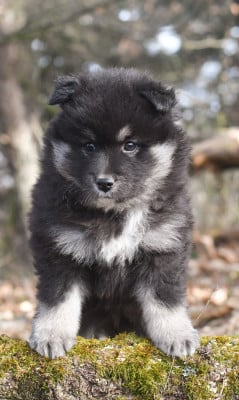 Les chiots de Chien finnois de Laponie