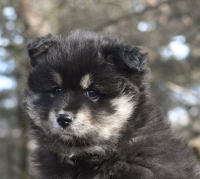 Les chiots de Chien finnois de Laponie