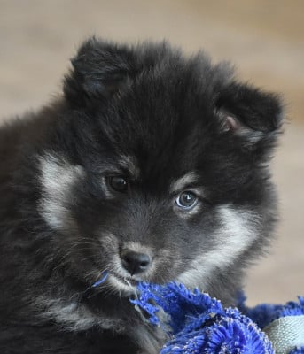 Les chiots de Chien finnois de Laponie