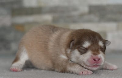 Les chiots de Chien finnois de Laponie