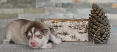 Les chiots de Chien finnois de Laponie