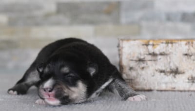 Les chiots de Chien finnois de Laponie