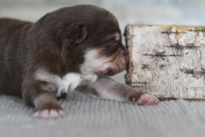 Les chiots de Chien finnois de Laponie