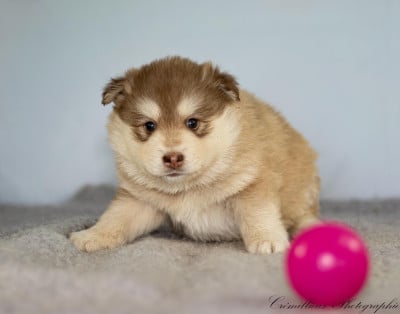 Les chiots de Chien finnois de Laponie