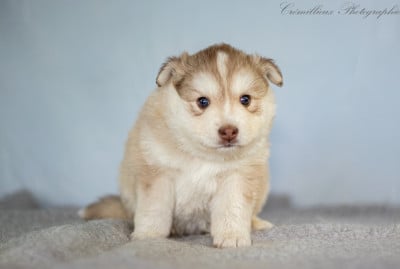 Les chiots de Chien finnois de Laponie