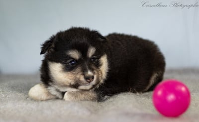 Les chiots de Chien finnois de Laponie