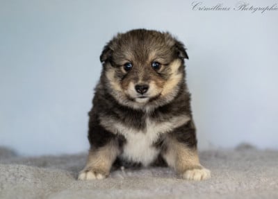 Les chiots de Chien finnois de Laponie