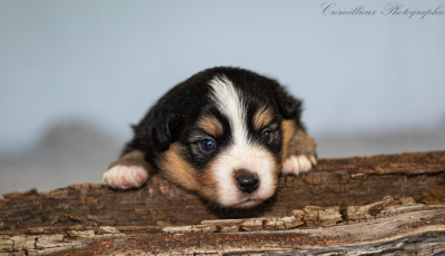 Les chiots de Berger Américain Miniature