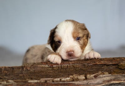 Les chiots de Berger Américain Miniature