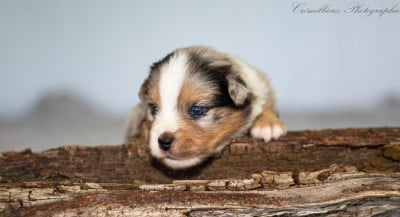 Les chiots de Berger Américain Miniature