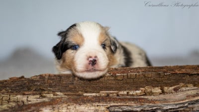 Les chiots de Berger Américain Miniature
