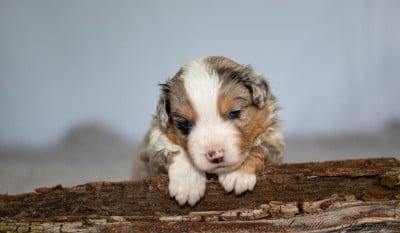 Les chiots de Berger Américain Miniature