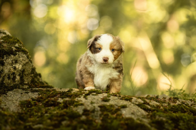 Les chiots de Berger Américain Miniature 