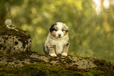 Les chiots de Berger Américain Miniature 