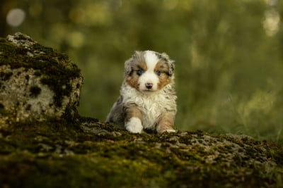 Les chiots de Berger Américain Miniature 