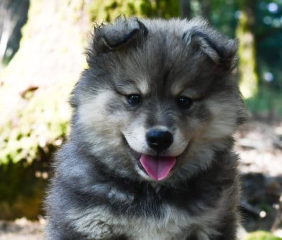 Les chiots de Chien finnois de Laponie