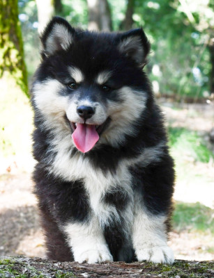 Les chiots de Chien finnois de Laponie