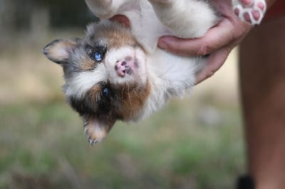 Les chiots de Berger Australien