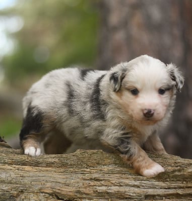 Les chiots de Berger Américain Miniature 