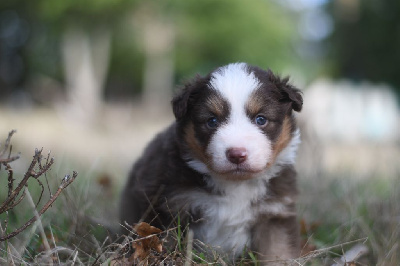 Les chiots de Berger Américain Miniature 