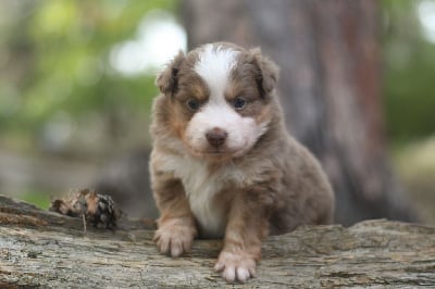 Les chiots de Berger Américain Miniature 