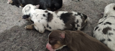 Les chiots de Berger Américain Miniature