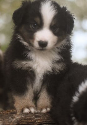 Les chiots de Berger Américain Miniature 