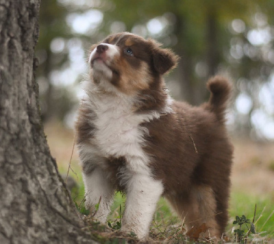 Les chiots de Berger Australien