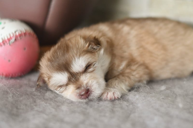 Chien finnois de Laponie - Des Quatre Vents Zen