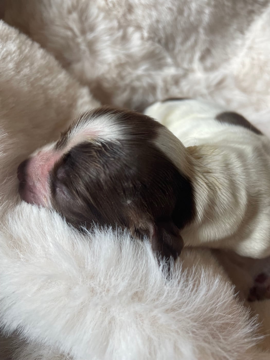 Cocker Spaniel Anglais - Des Jardins D'Isalys