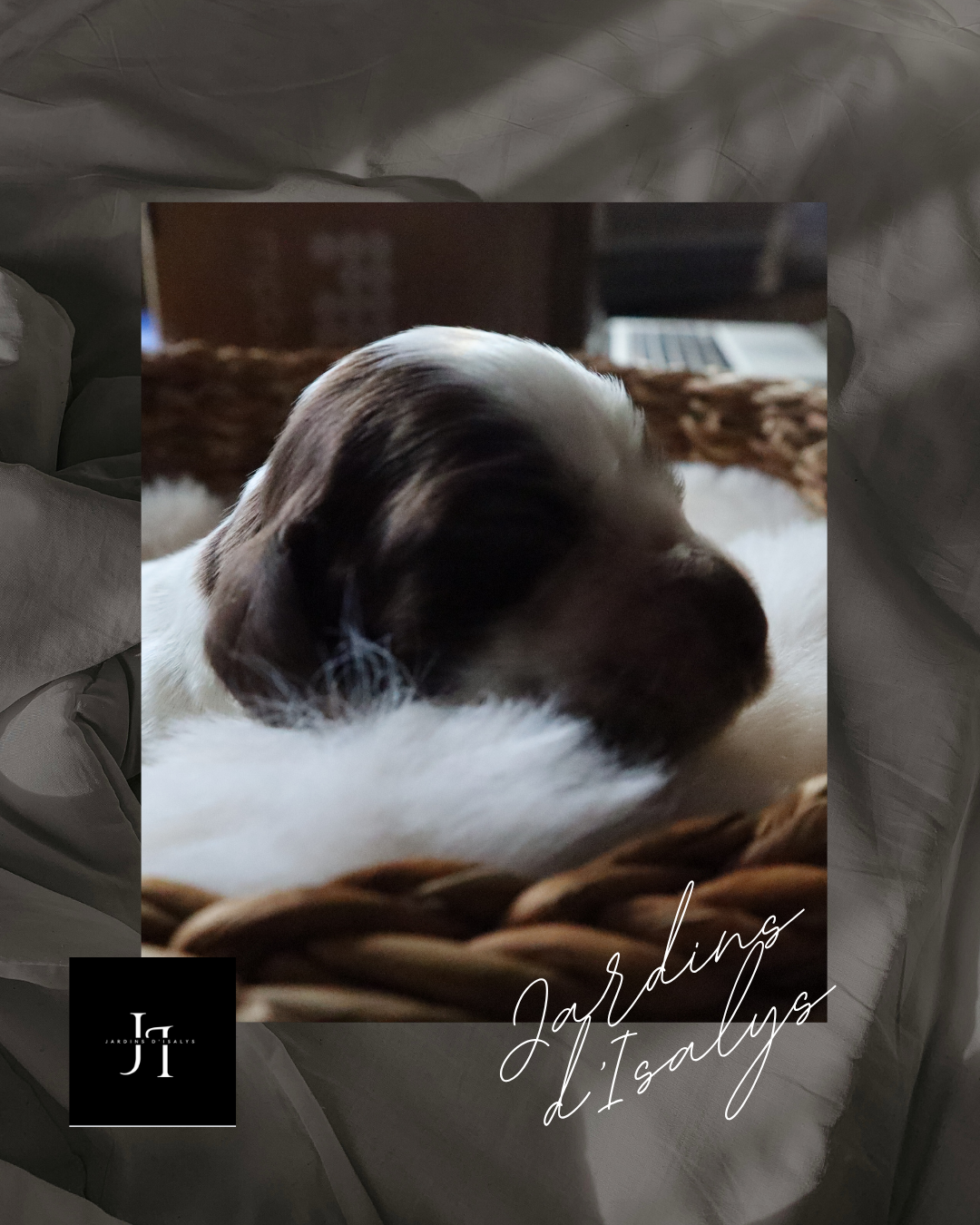 Cocker Spaniel Anglais - Des Jardins D'Isalys