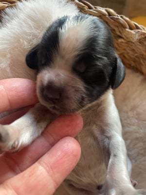 Les chiots de Cocker Spaniel Anglais
