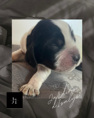 Les chiots de Cocker Spaniel Anglais