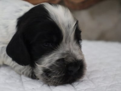 Les chiots de Cocker Spaniel Anglais