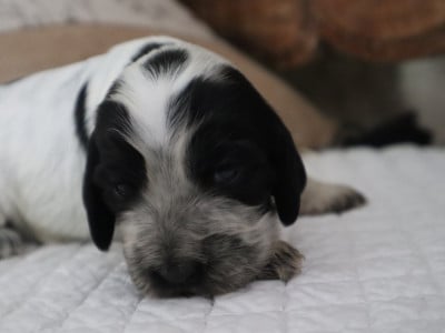 Les chiots de Cocker Spaniel Anglais
