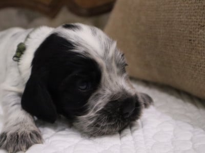 Les chiots de Cocker Spaniel Anglais